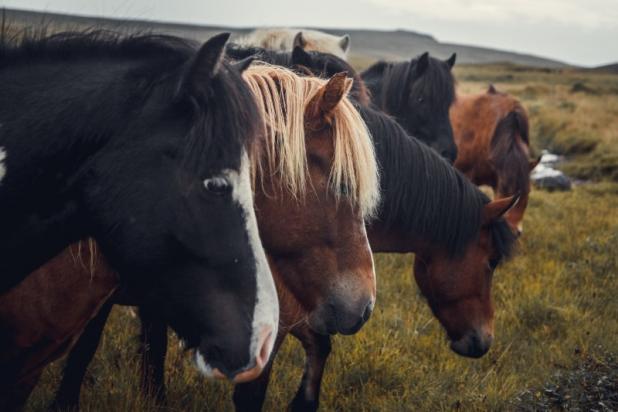 droit du cheval